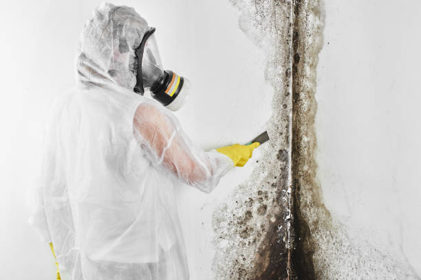 Best Local Mold Removal Service  in Medina, TX