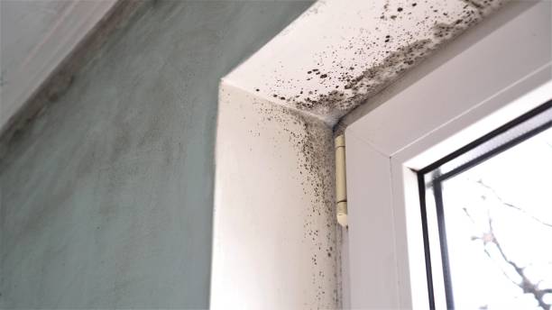 Best Commercial Mold Removal  in Medina, TX