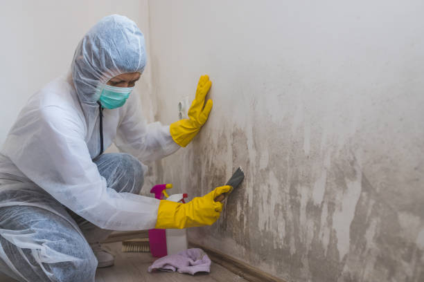 Best Commercial Mold Removal  in Medina, TX