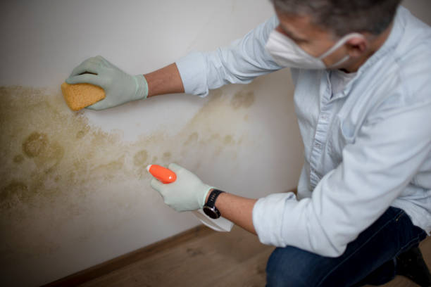 Best Attic Mold Removal  in Medina, TX