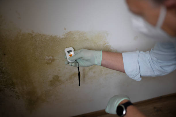 Best Office Mold Removal Services  in Medina, TX