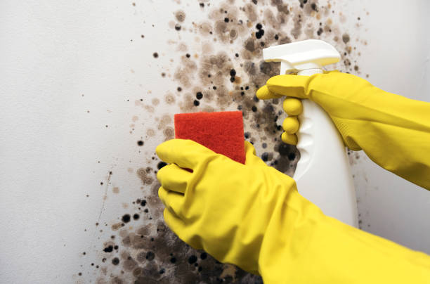 Best Fast Mold Removal  in Medina, TX