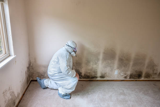 Best Professional Mold Removal  in Medina, TX