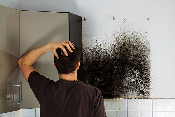 Best Commercial Mold Removal  in Medina, TX