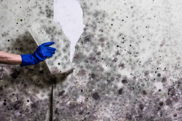 Best Certified Mold Removal  in Medina, TX