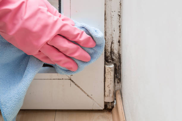 Best Attic Mold Removal  in Medina, TX