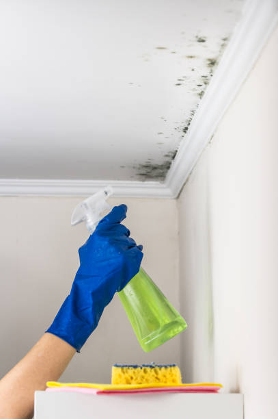 Best Mold Remediation  in Medina, TX